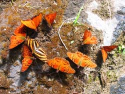 Conservation & Preservation at San Jorge Botanical Reserve